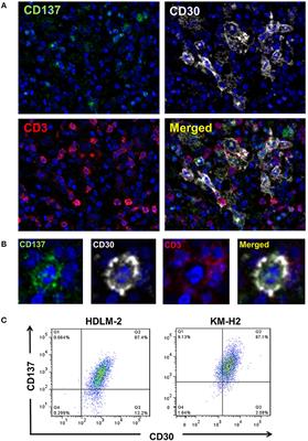 Development of a Bispecific Antibody Targeting <mark class="highlighted">CD30</mark> and CD137 on Hodgkin and Reed-Sternberg Cells